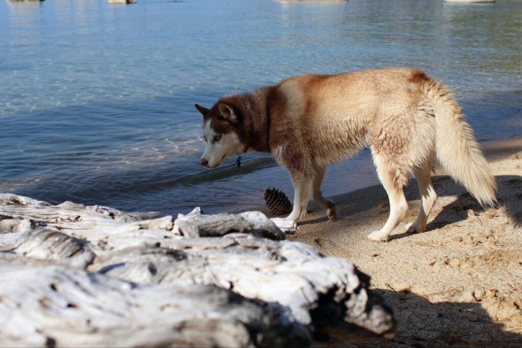 image of dog on the beach