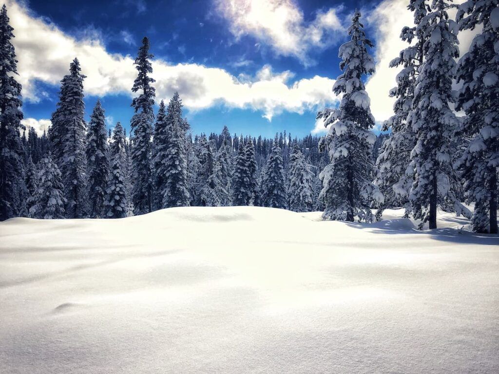 One of the Lake Tahoe Best Slopes with Fresh powdery snow on the ground, snow covered trees and blue skies in the background