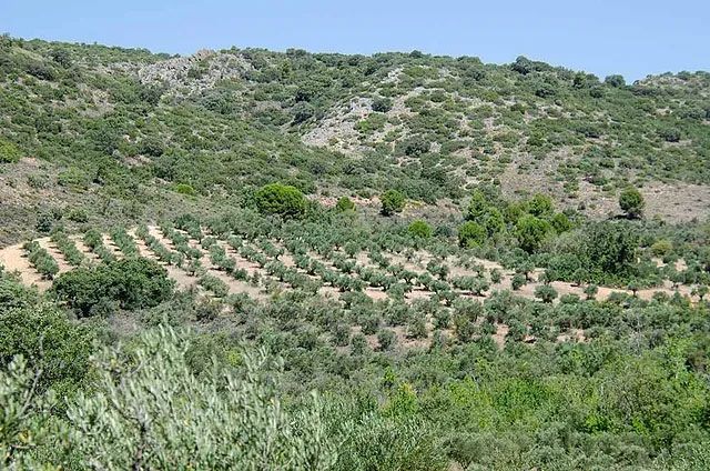 Una exuberante ladera verde cubierta de árboles y arbustos