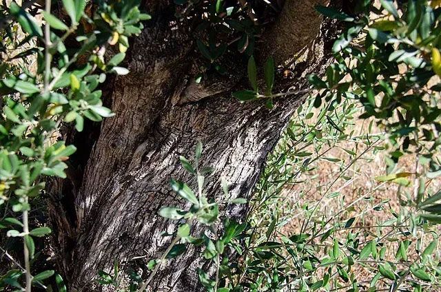 Un primer plano del tronco de un olivo rodeado de hojas.