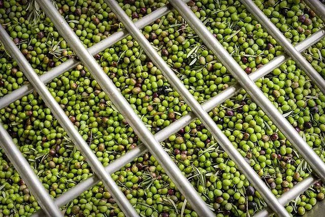 Un manojo de aceitunas verdes reposa sobre una rejilla de metal.