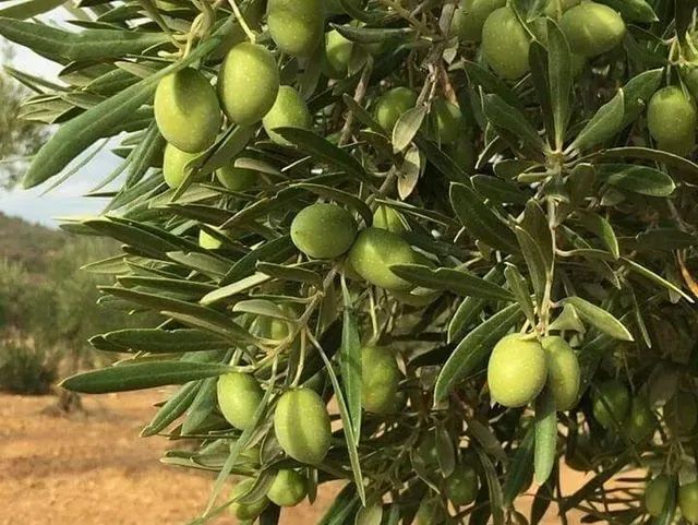 Un manojo de aceitunas verdes colgando de un árbol