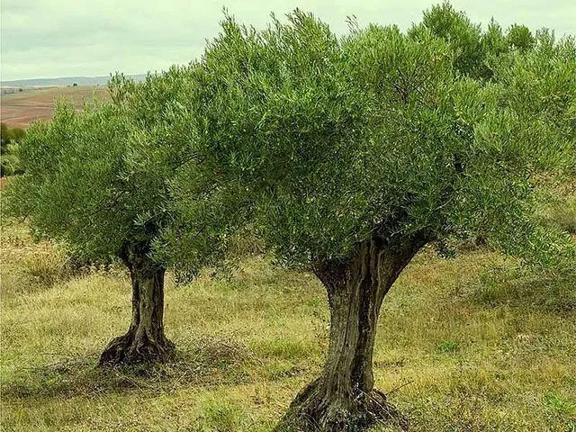 Hay dos olivos uno al lado del otro en un campo.