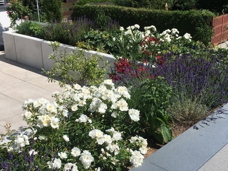 Ein Garten mit weißen und violetten Blumen