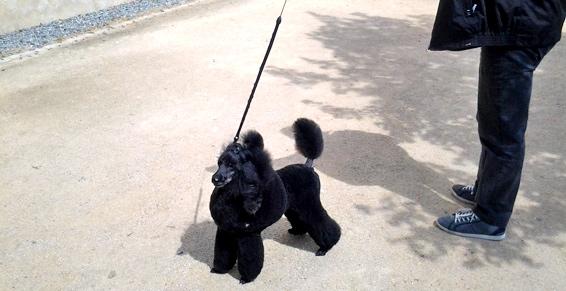 Nous réalisons la toilette de vos chiens de toutes tailles à Vannes
