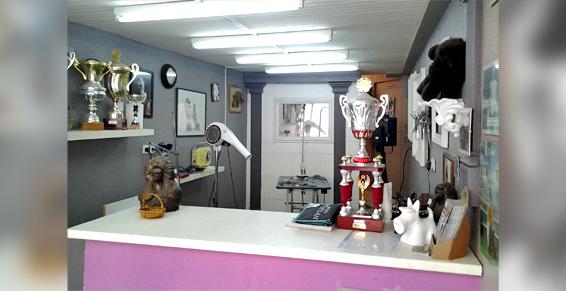 Enzo vous propose le toilettage de votre chien pour des expositions