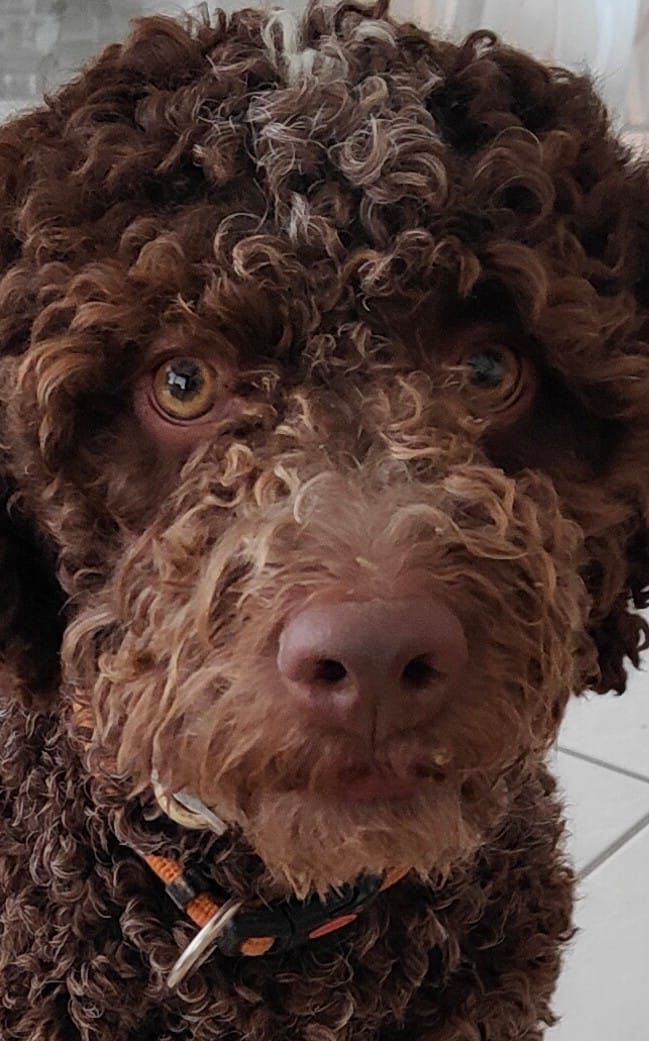 Schweizer Burgundertrüffel