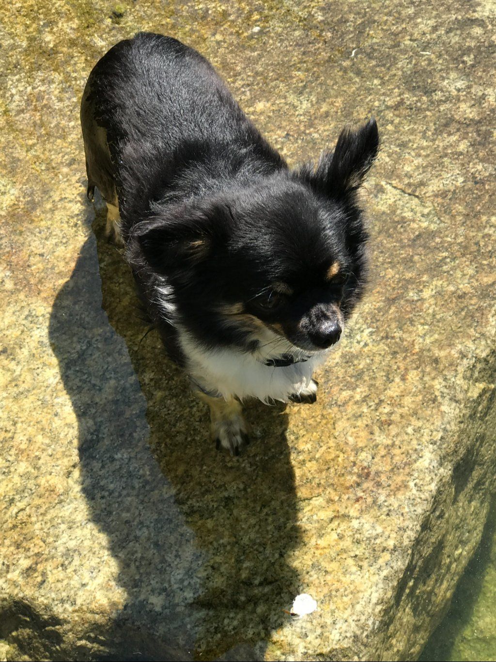 Schweizer Burgundertrüffel