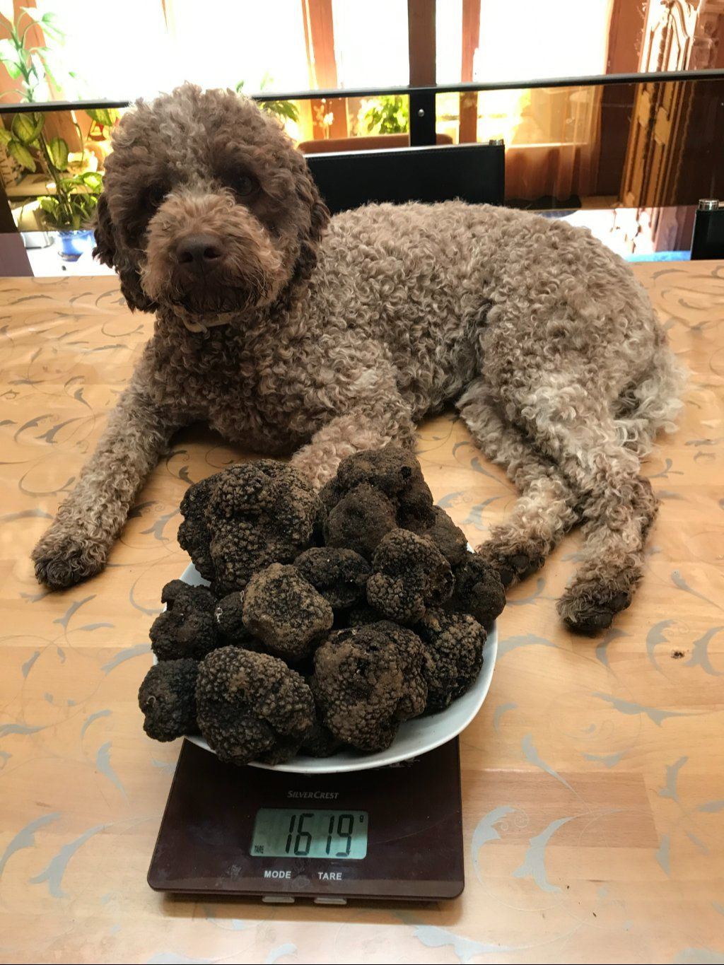 Schweizer Burgundertrüffel