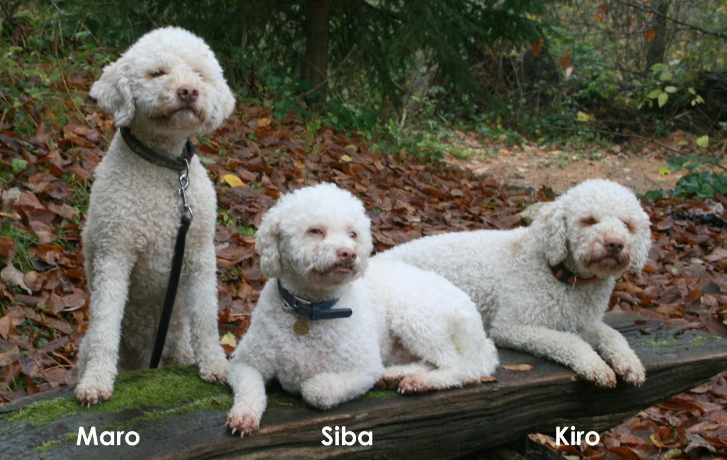 Schweizer Burgundertrüffel