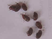 Schweizer Burgundertrüffel