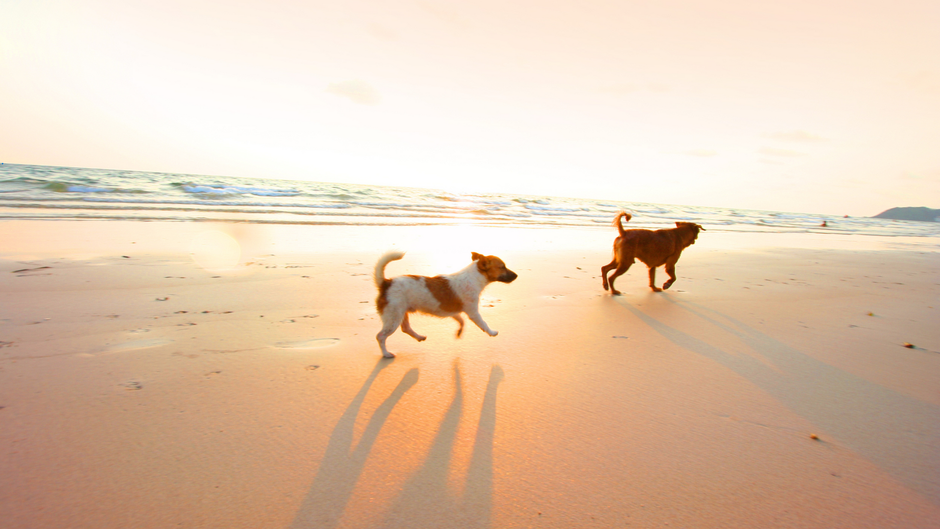 Two dogs are running on Port Aransas Beach at sunset.