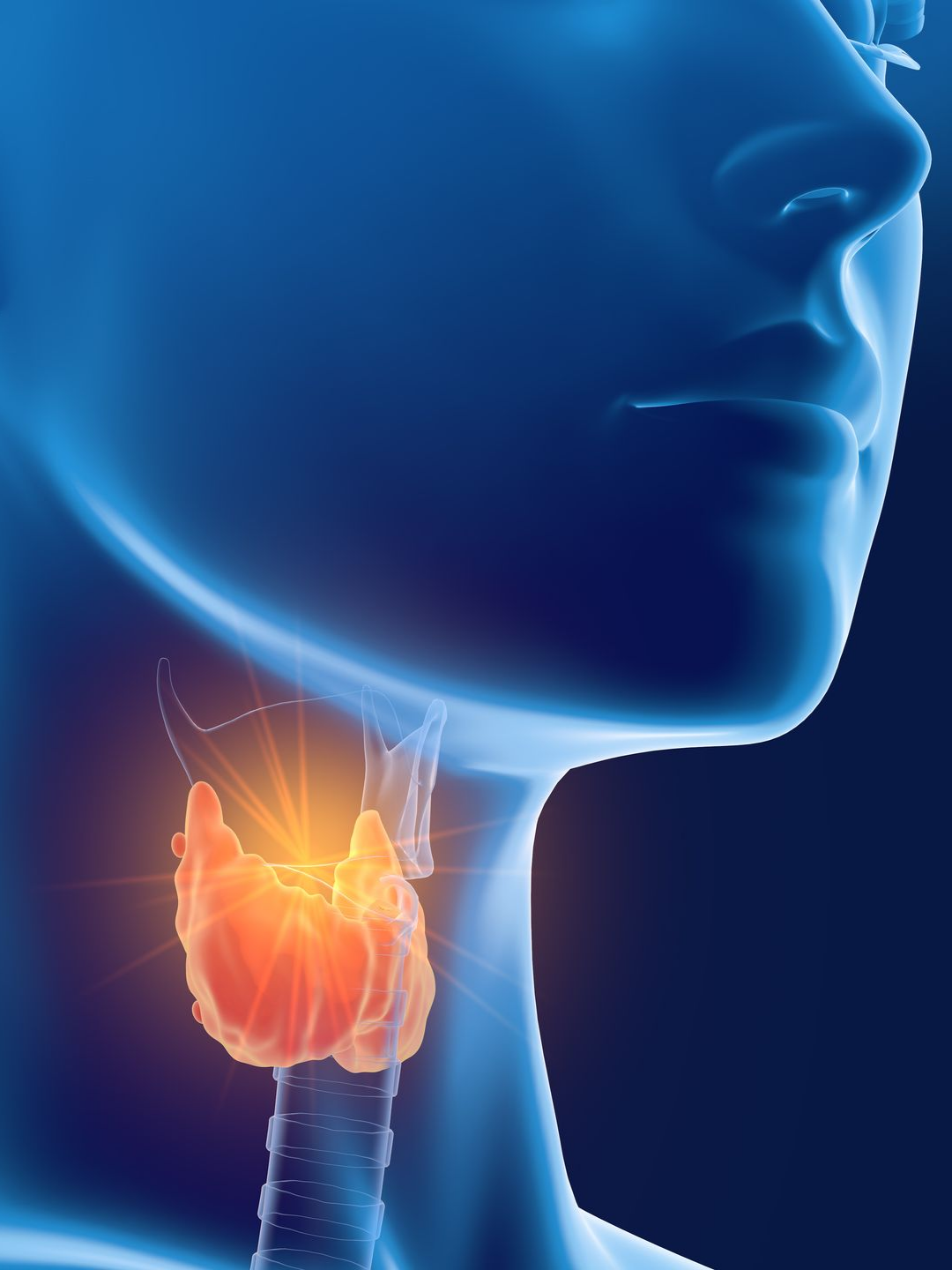 Ilustration anatomique d'une thyroïde