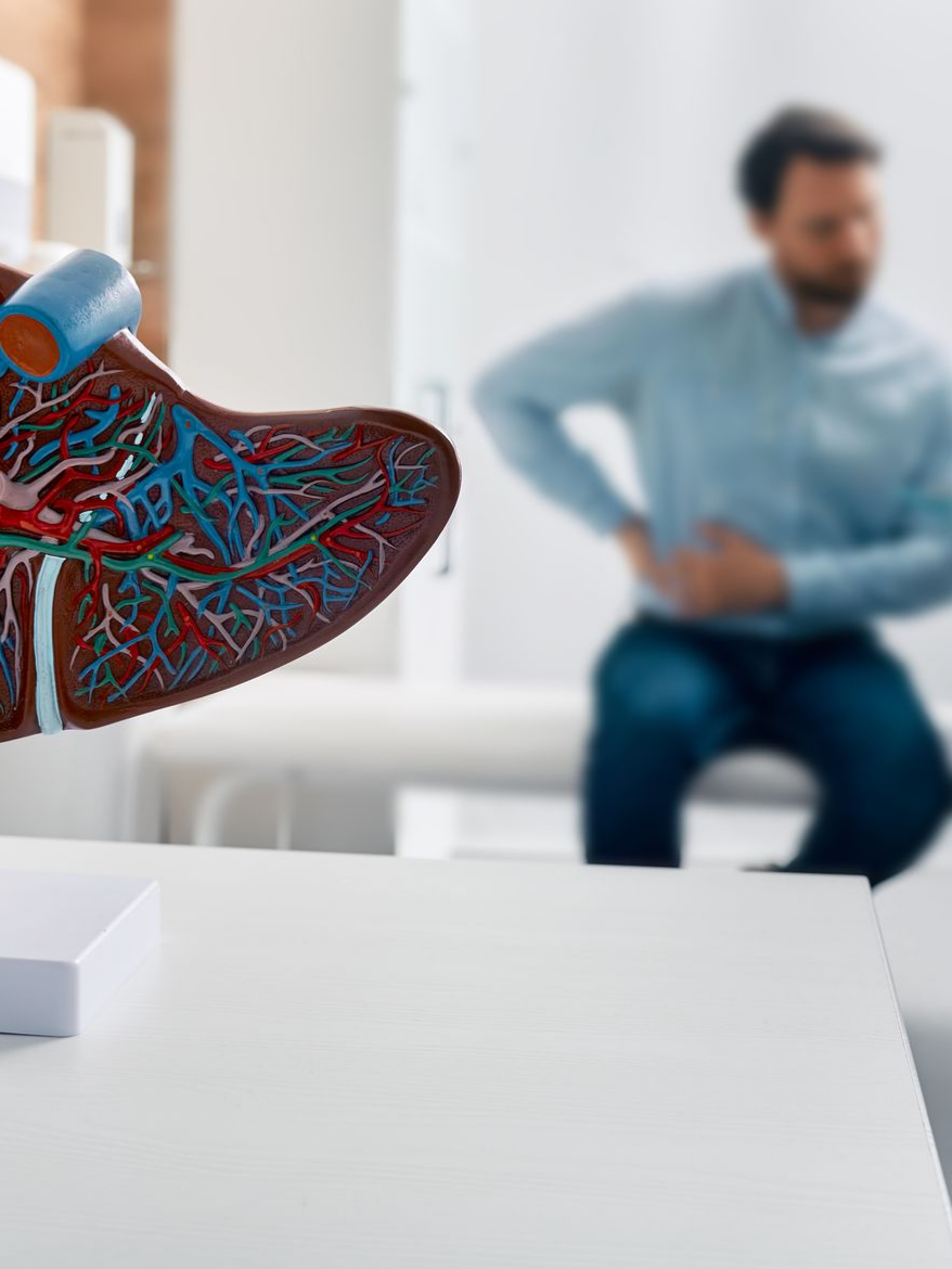 Maquette de foie et patient en arrière-plan