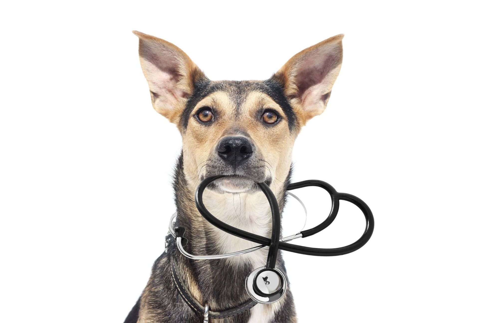 Un perro lleva un estetoscopio alrededor del cuello.