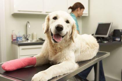 Un perro con un yeso en la pata está acostado sobre una mesa.