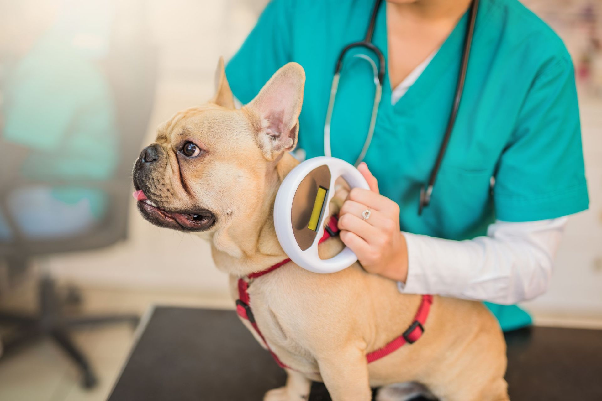 Un bulldog francés está siendo examinado por un veterinario.