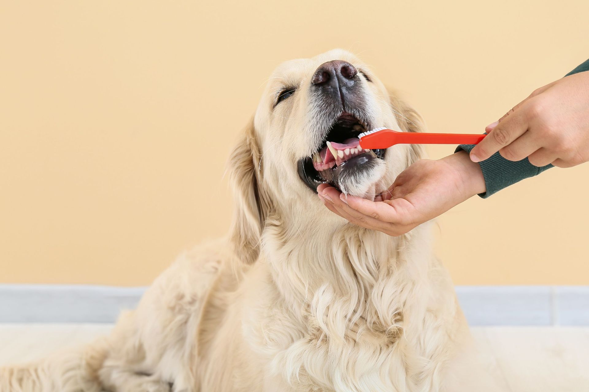 Una persona está cepillando los dientes de un perro con un cepillo de dientes.