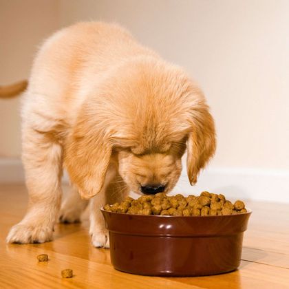 Un cachorro está comiendo de un recipiente marrón en el suelo.