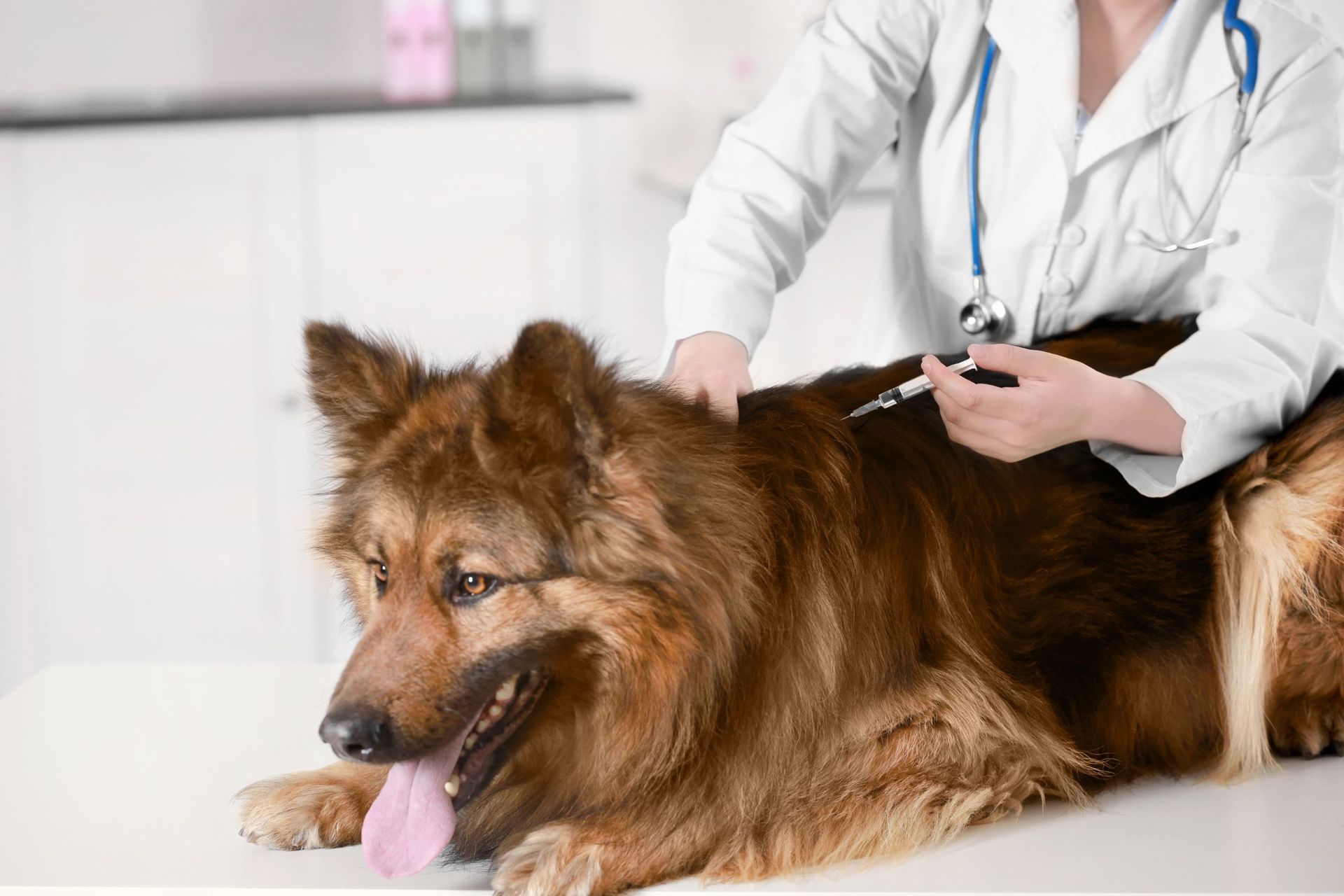 Un perro está siendo examinado por un veterinario.