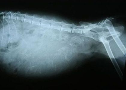 Una radiografía del estómago y la columna vertebral de un perro.