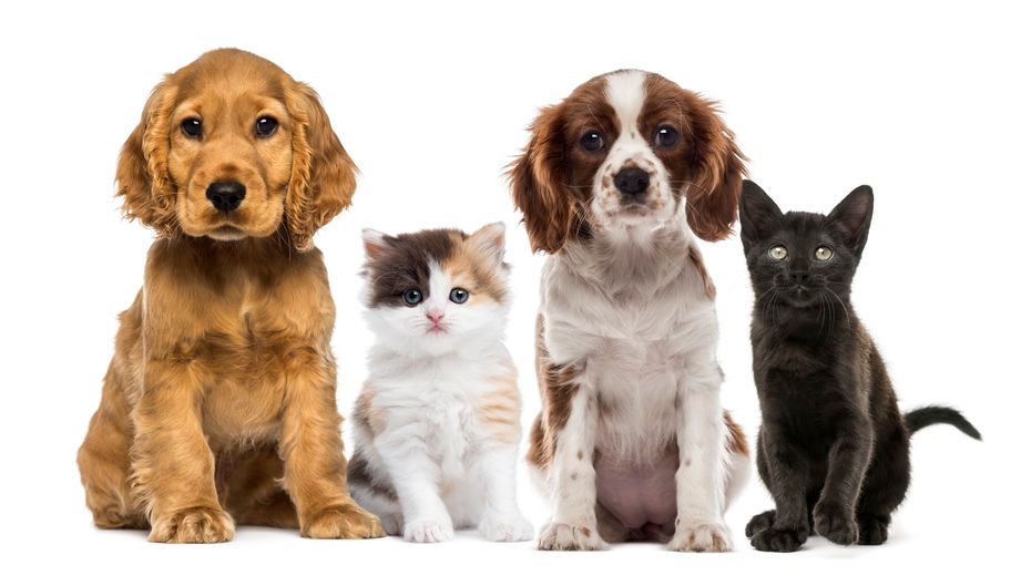 Un cachorro, un gatito y un perro están sentados uno al lado del otro sobre un fondo blanco.