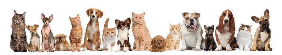 Un grupo de gatos y perros están sentados en fila sobre un fondo blanco.