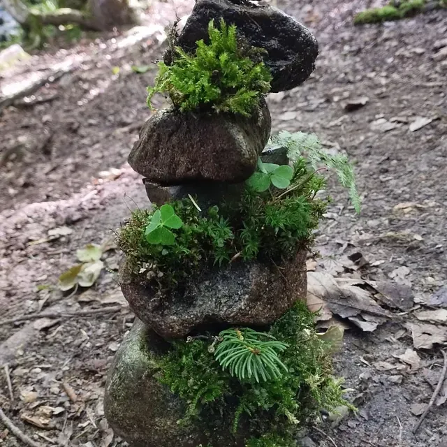 Ein Stapel moosbedeckter Steine ​​in einer Waldlandschaft mit kleinen Pflanzen dazwischen.