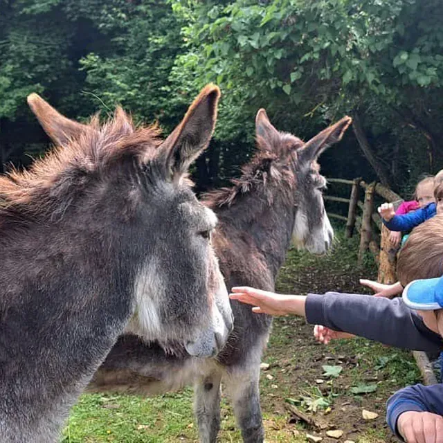 Zwei Esel werden in einem Waldstück von Kindern gestreichelt. Ein Kind streckt die Hand aus.