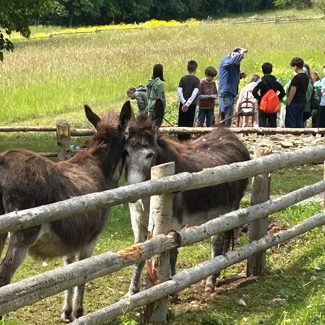 Zwei Esel hinter einem Holzzaun, im Hintergrund eine Gruppe von Menschen. Grüne Wiese an einem sonnigen Tag.