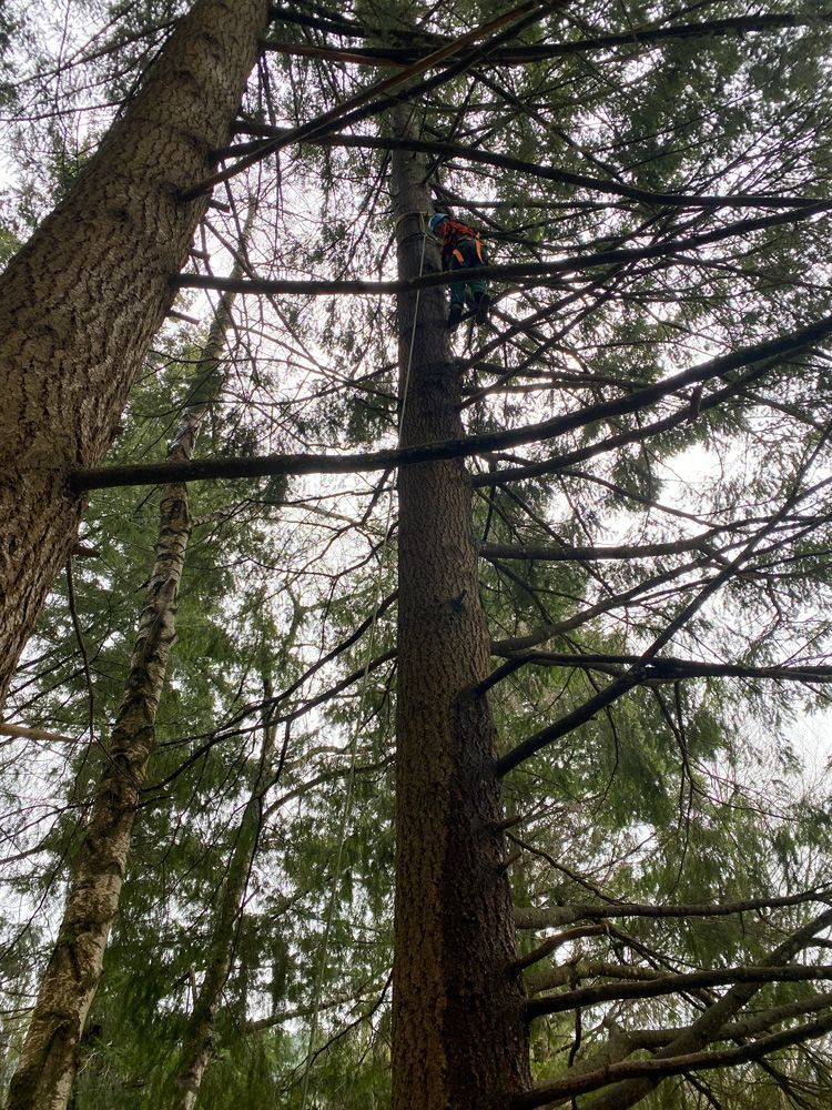 Person standing high in a forest tree among tall evergreens, seen from below