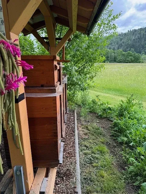 Bienenkästen unter einem Holzbau neben einem Feld. Rosa Blüten hängen herab.