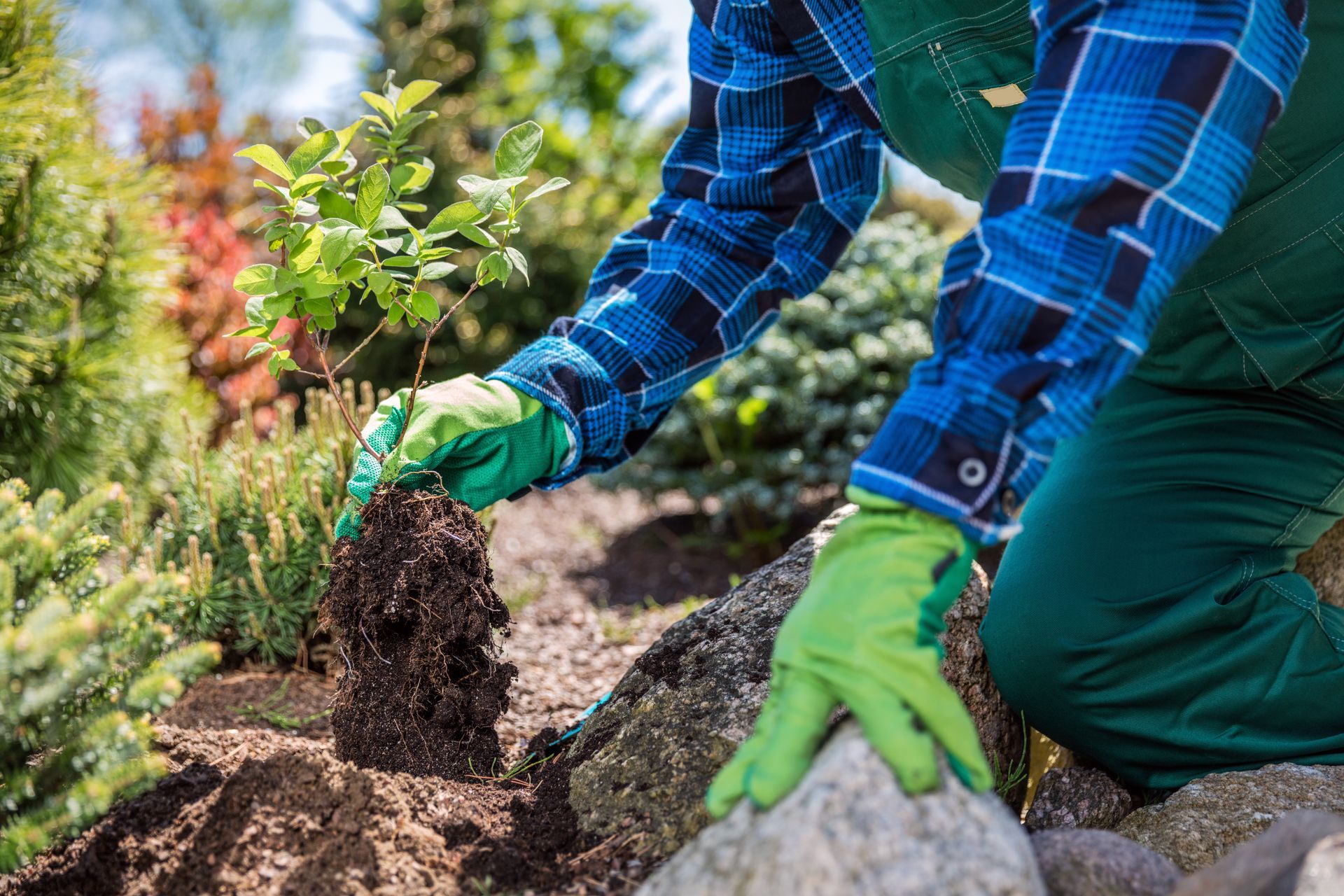 Ein Mann mit grünen Handschuhen pflanzt einen Baum in einem Garten.
