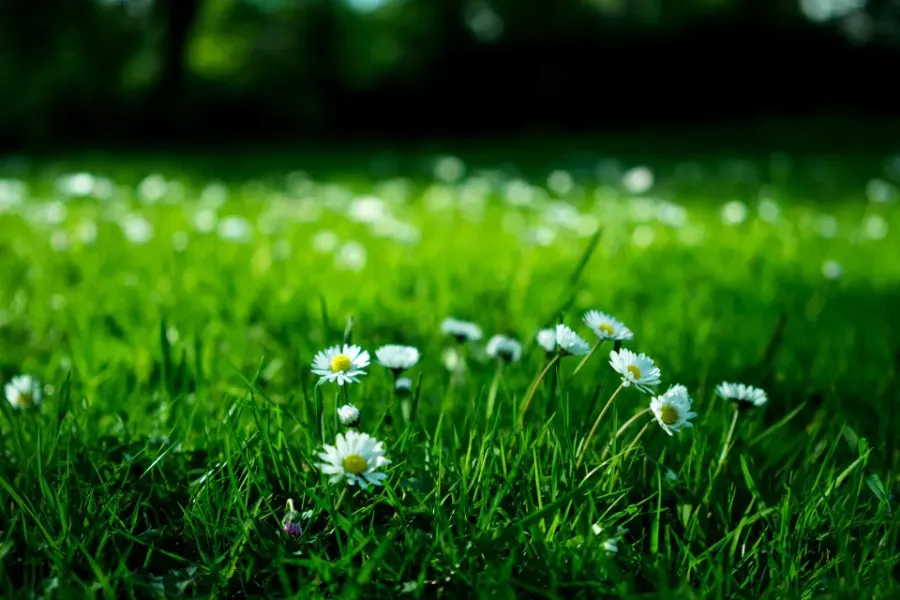 Pequeñas margaritas blancas floreciendo en un campo de hierba verde exuberante en un día soleado.