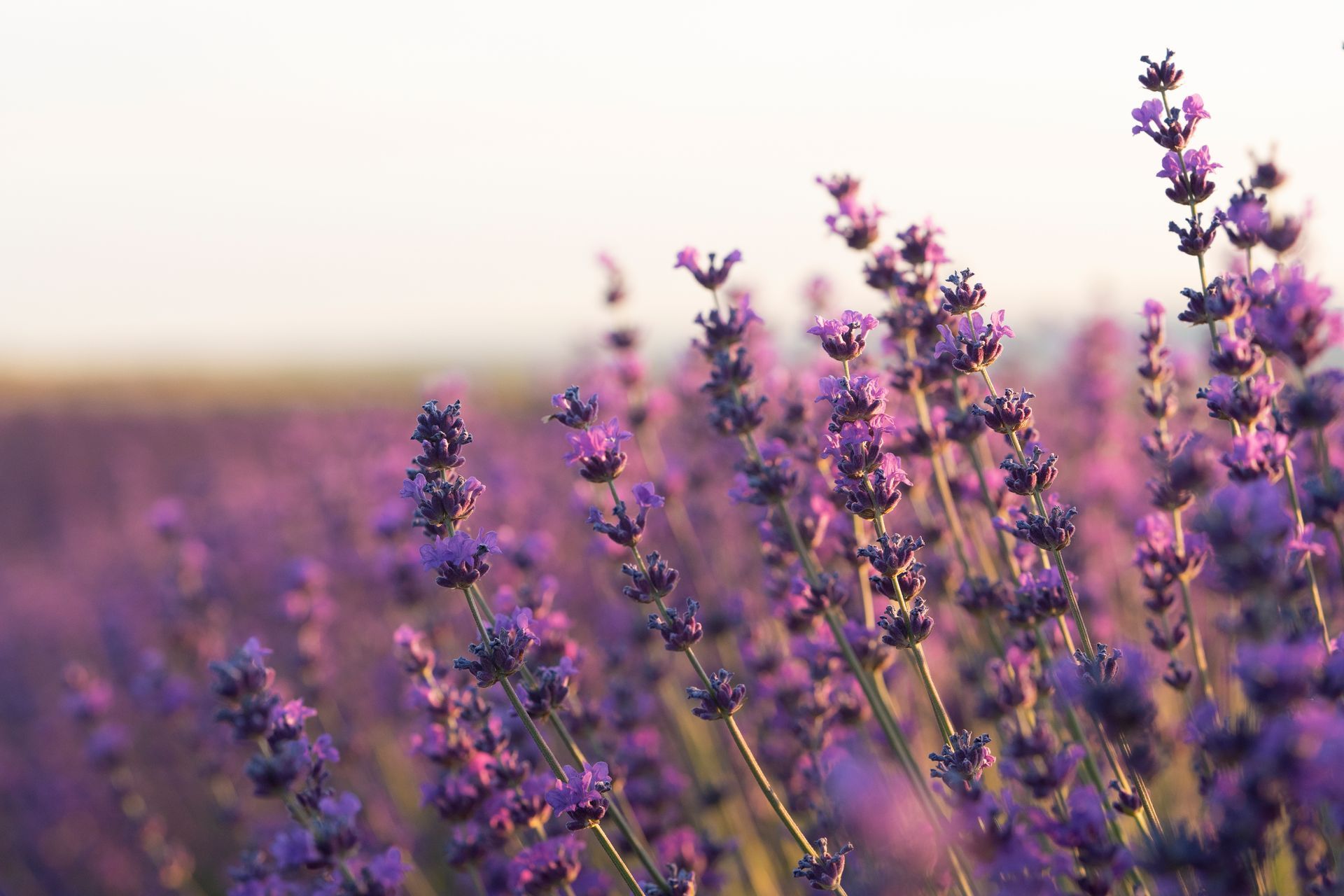 Campo de lavanda en flor, con vibrantes flores de color púrpura bañadas por la suave luz del sol.
