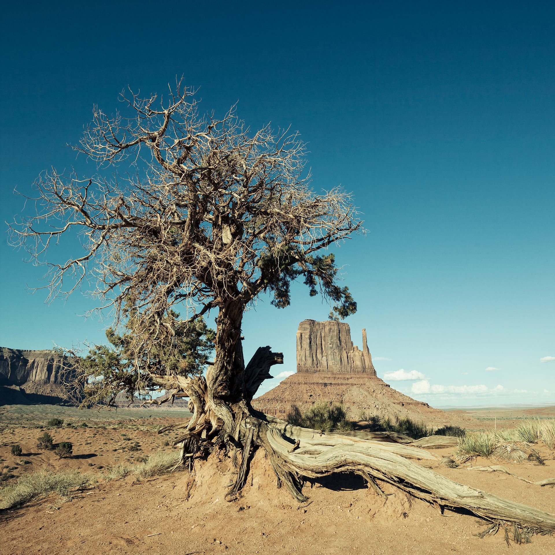 Árbol nudoso con raíces expuestas en un paisaje árido, colina al fondo y cielo azul.