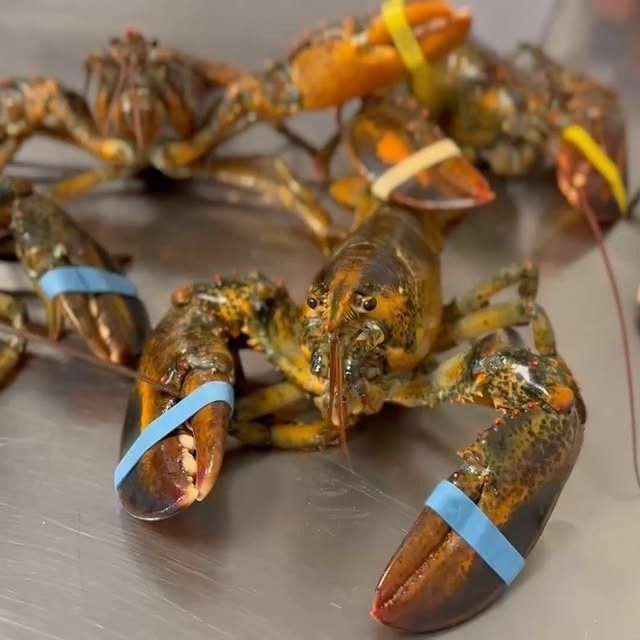Mehrere rohe, braun gefleckte Hummer mit Gummibändern an den Scheren liegen beieinander auf einer Metalloberfläche.
