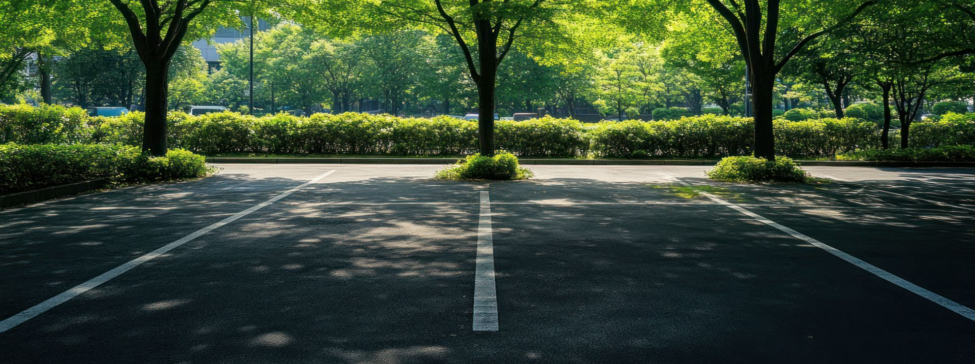Places de parking vides avec des lignes blanches, ombragées par des arbres aux feuilles vertes.