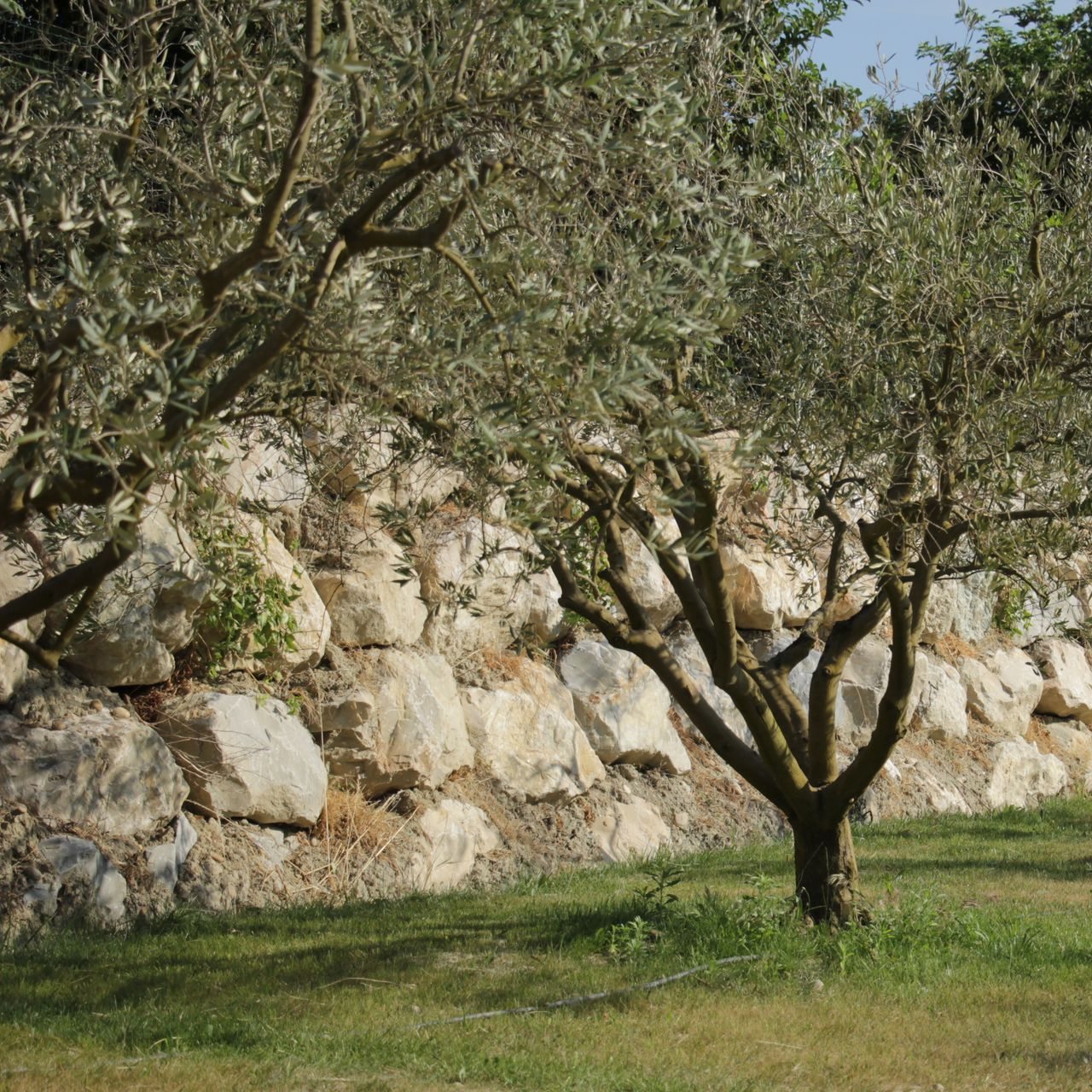 Olivier devant un mur de pierre, sur une colline herbeuse.