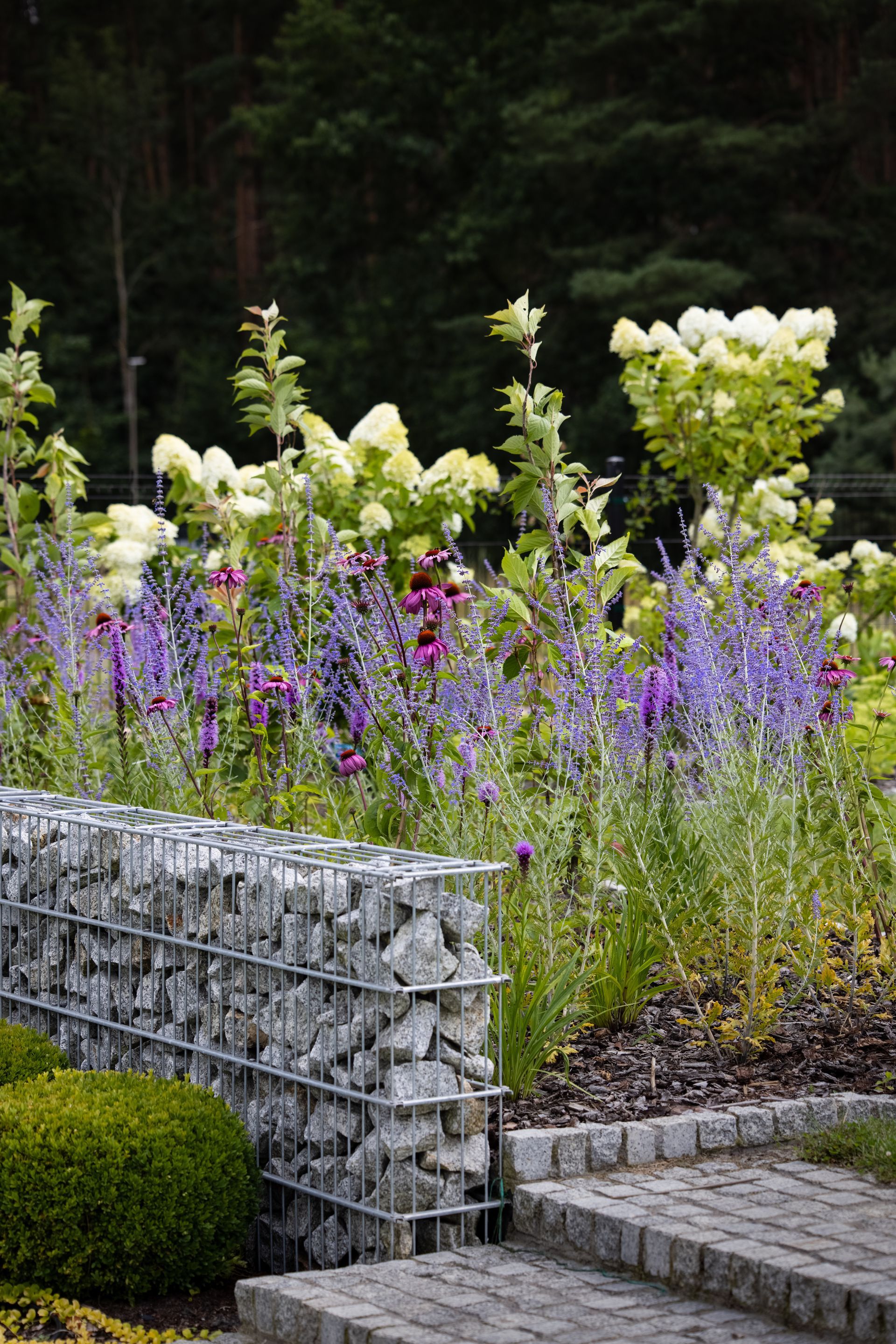 Un mur de gabions en pierre et des marches bordent un jardin fleuri aux fleurs violettes et blanches.