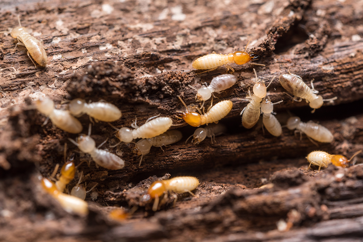 Des termites blanches sur une bûche de bois marron