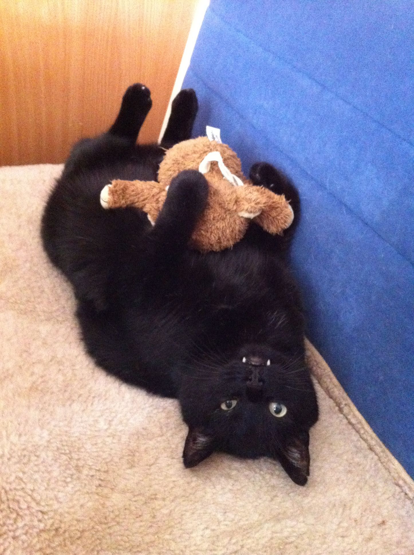 Empfang mit Verkleidung Tierarztpraxis