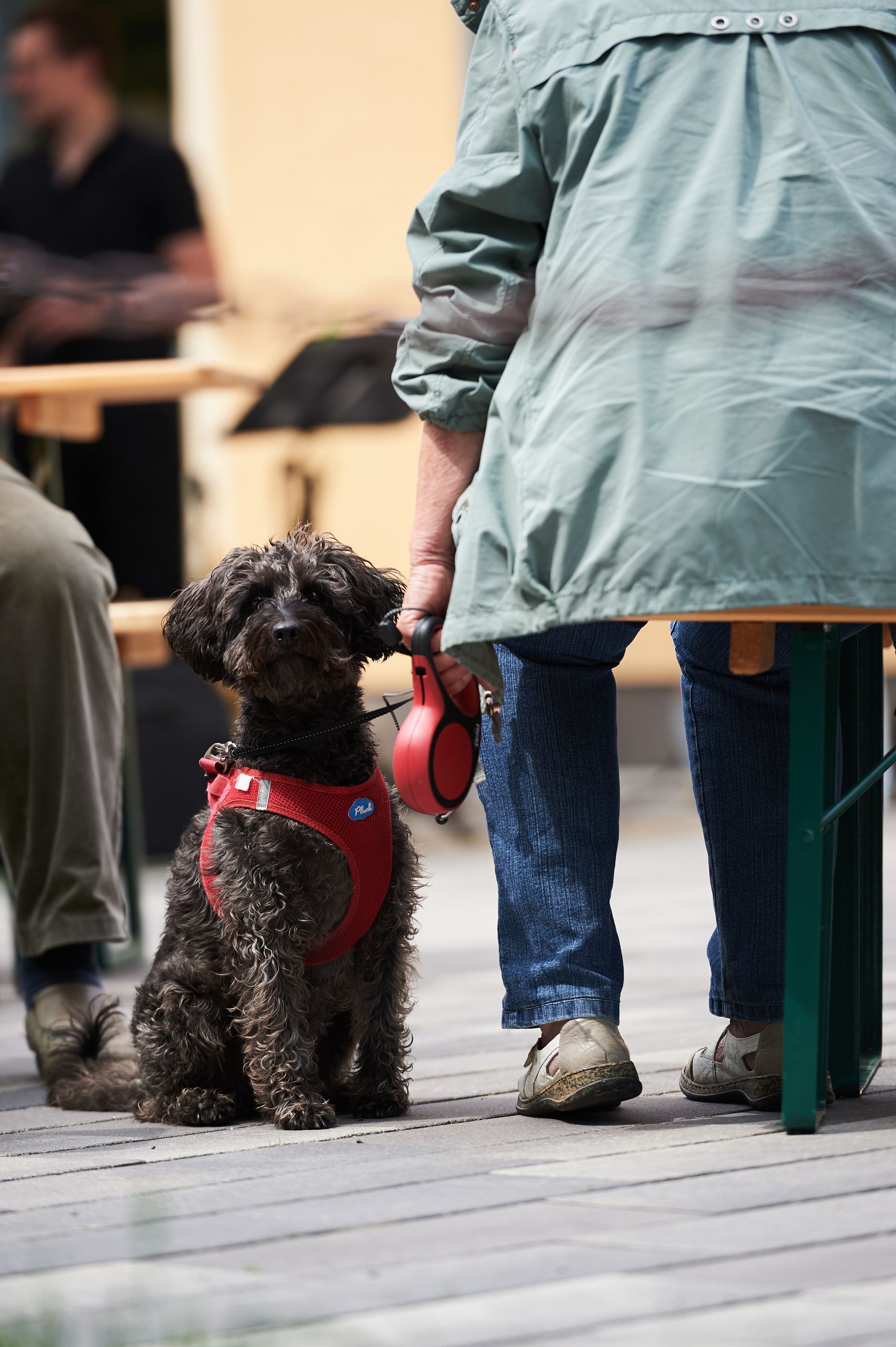 Hund auf einem Platz an einer Leine
