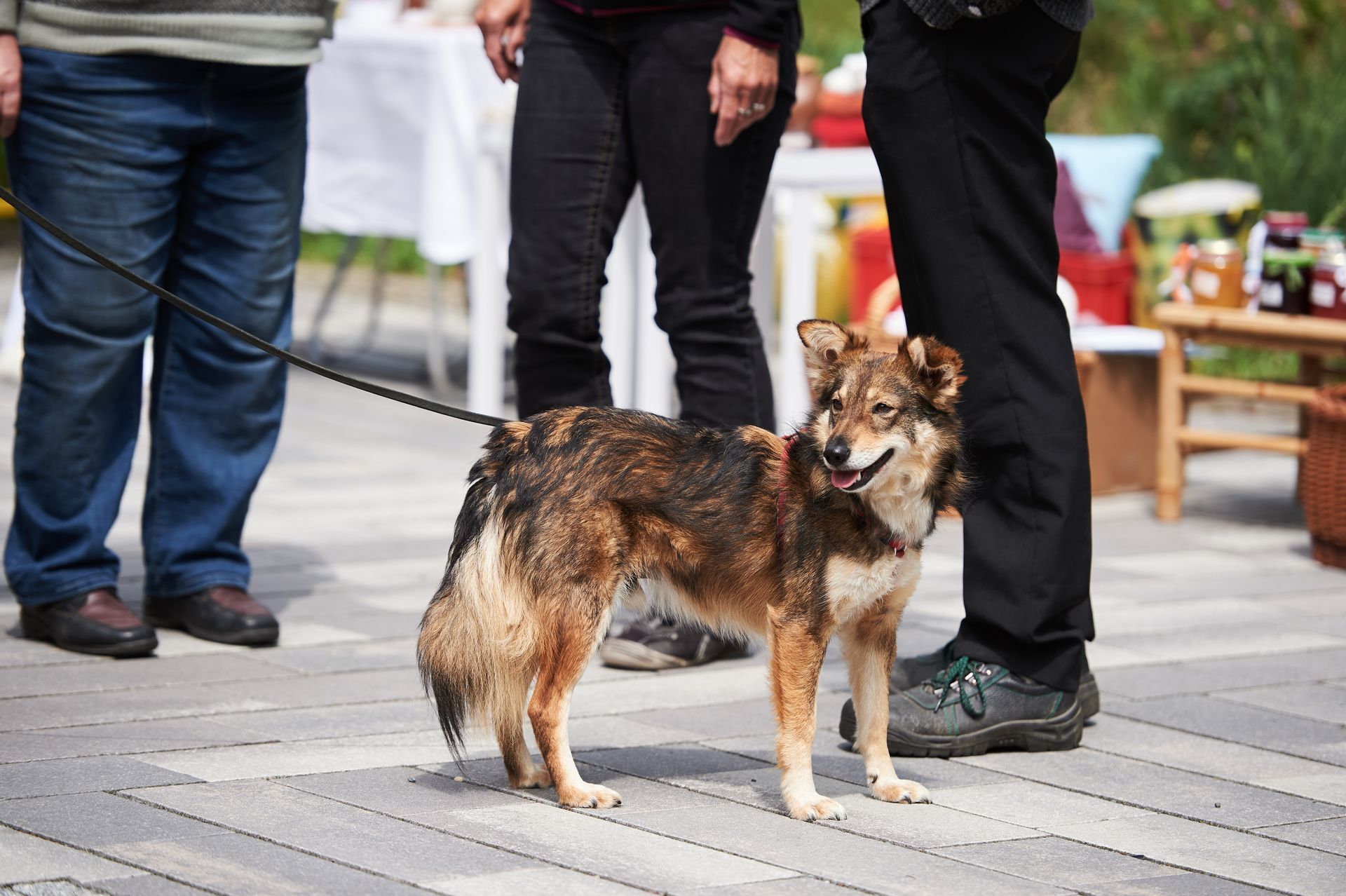 Katze in einem Karton mit Stroh