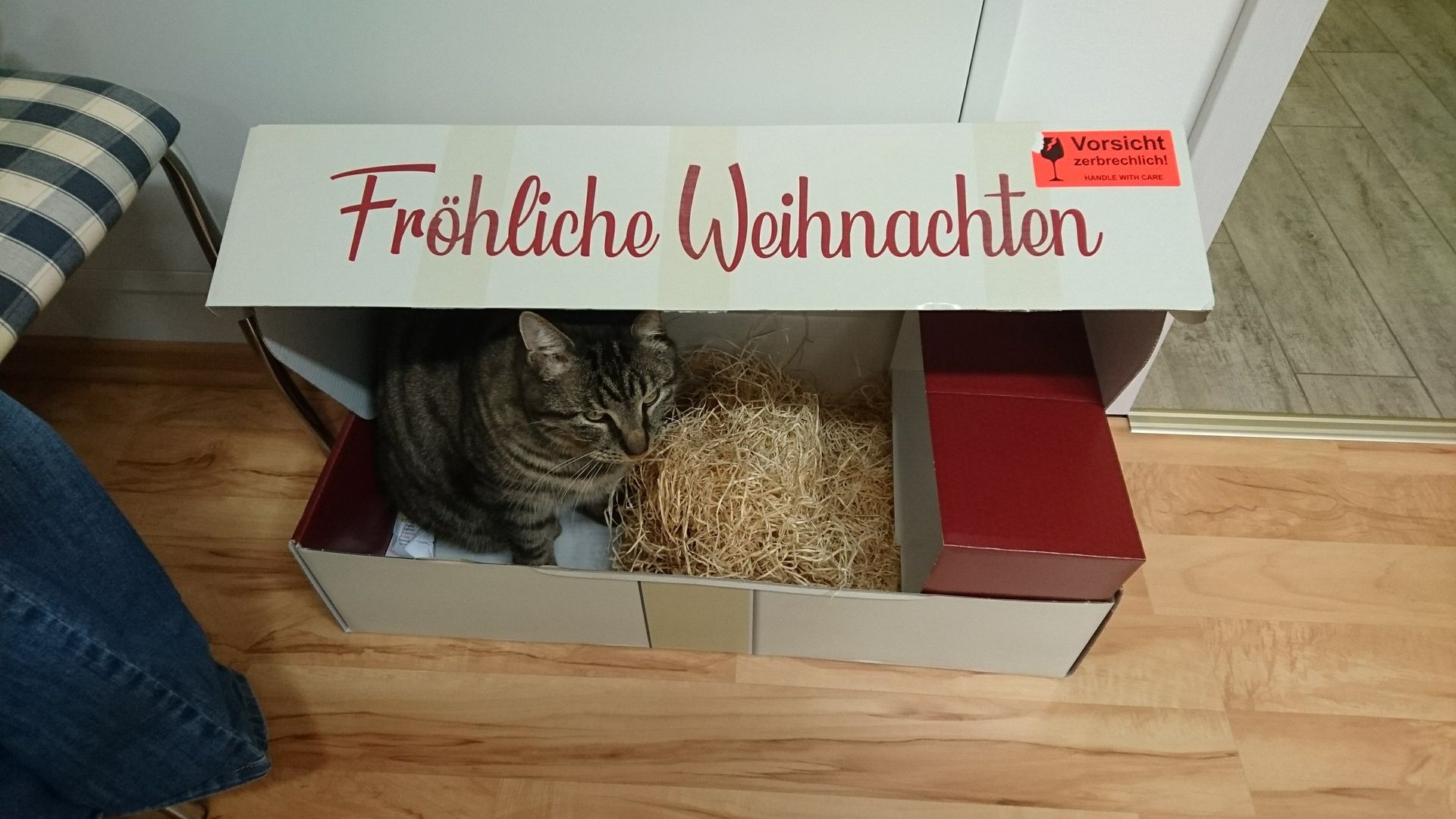 Schlafende Katze in einem Regal