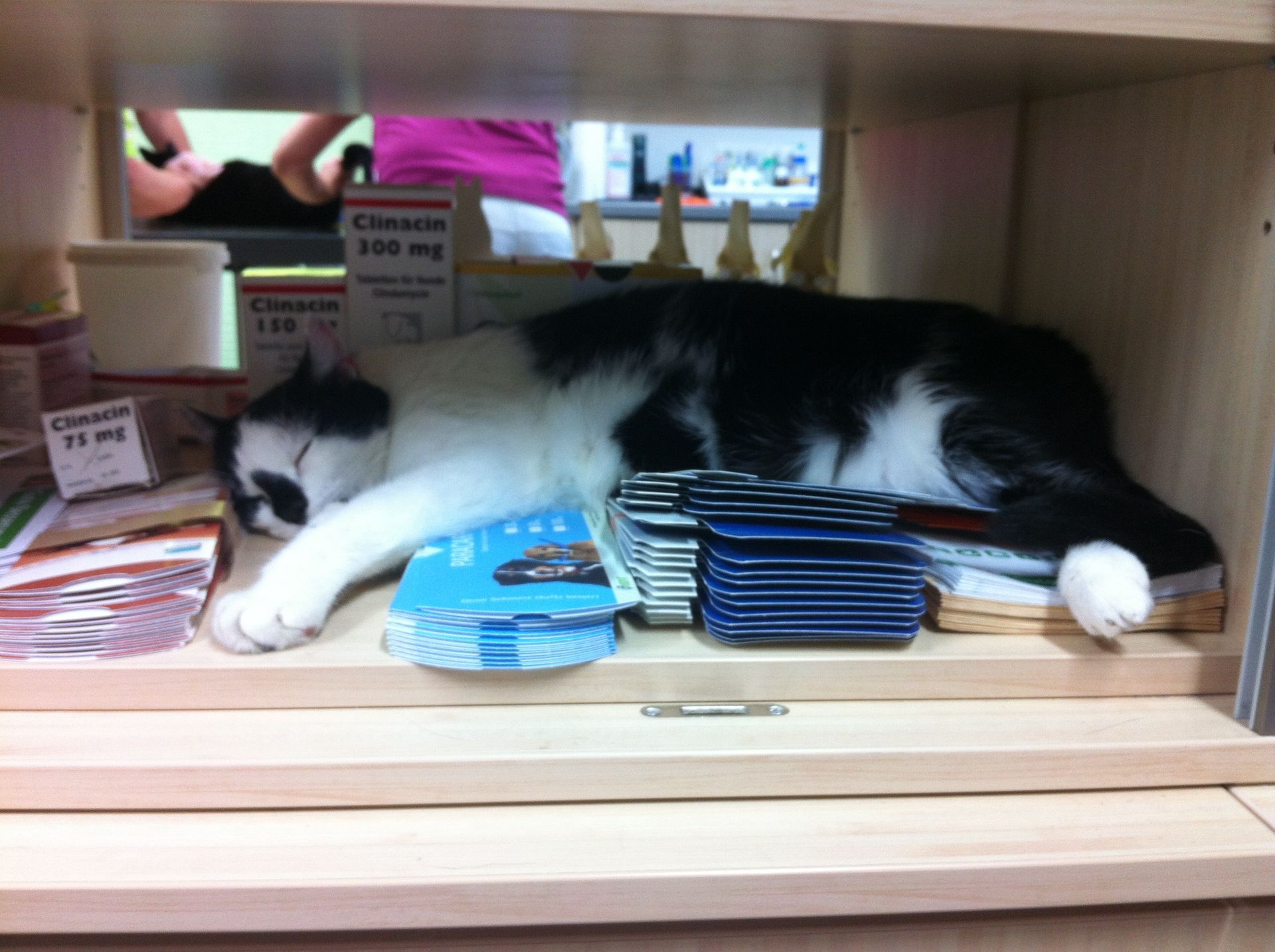 Katze schläft in einem Regal