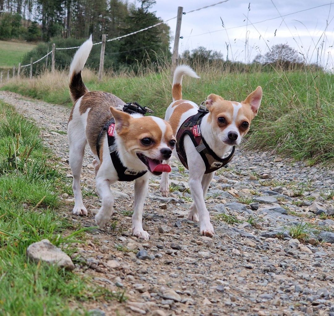 2 kleine Hunde bei einem Spaziergang