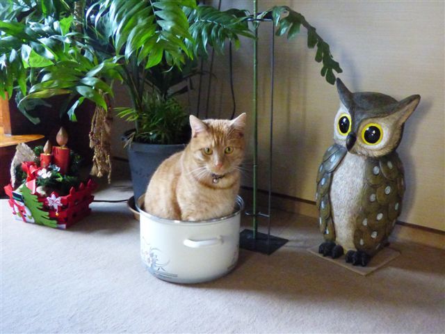 Katze sitzt in einem Kochtopf