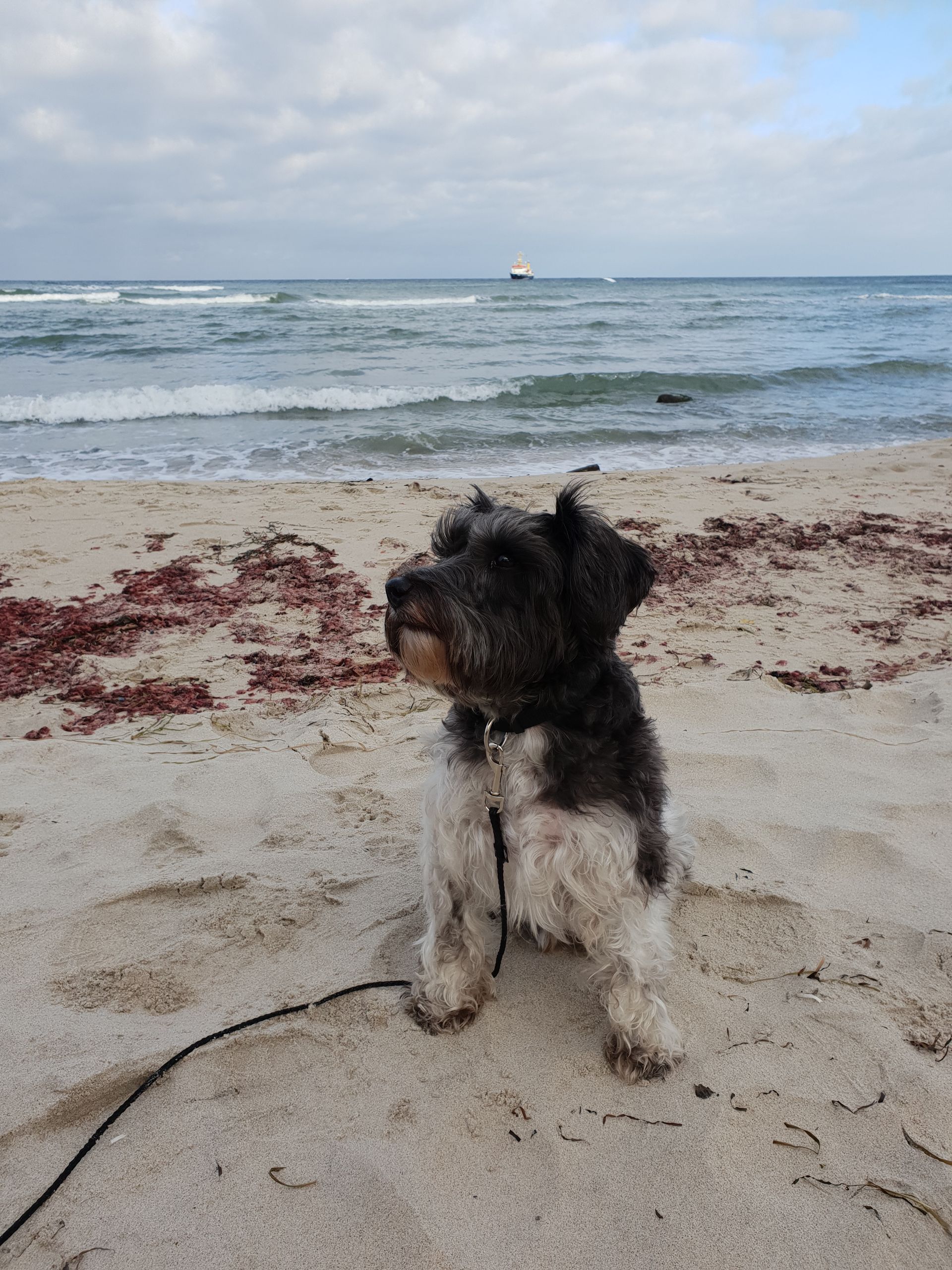 Hund am Strand