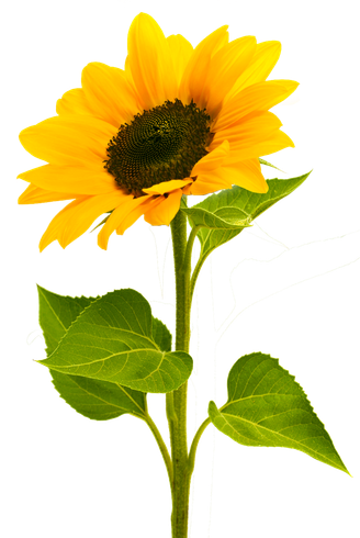 Un pied de tournesol